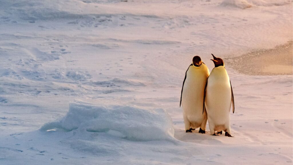 Pinguinos explorando la Antártida con PONANT