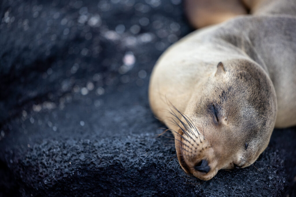 Silversea transforma los viajes a las Galápagos