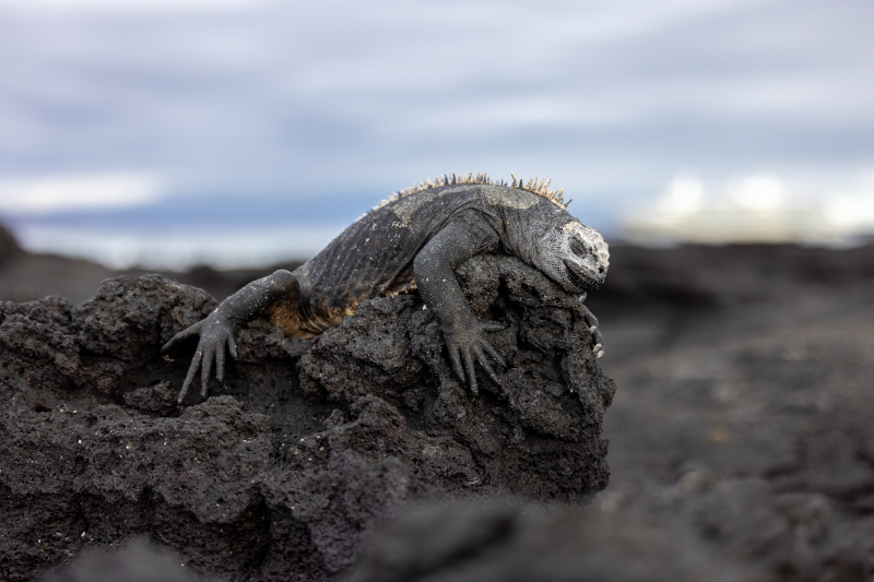 Silversea transforma los viajes a las Galápagos