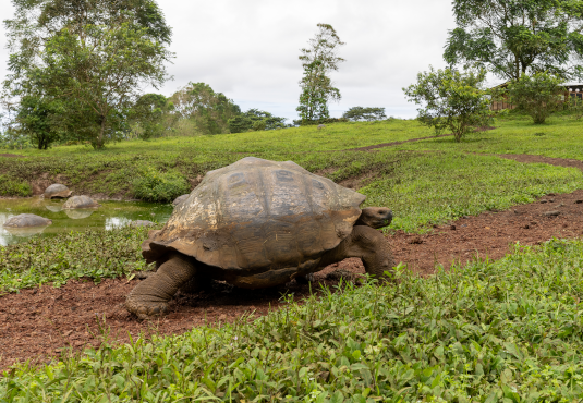 Silversea transforma los viajes a las Galápagos