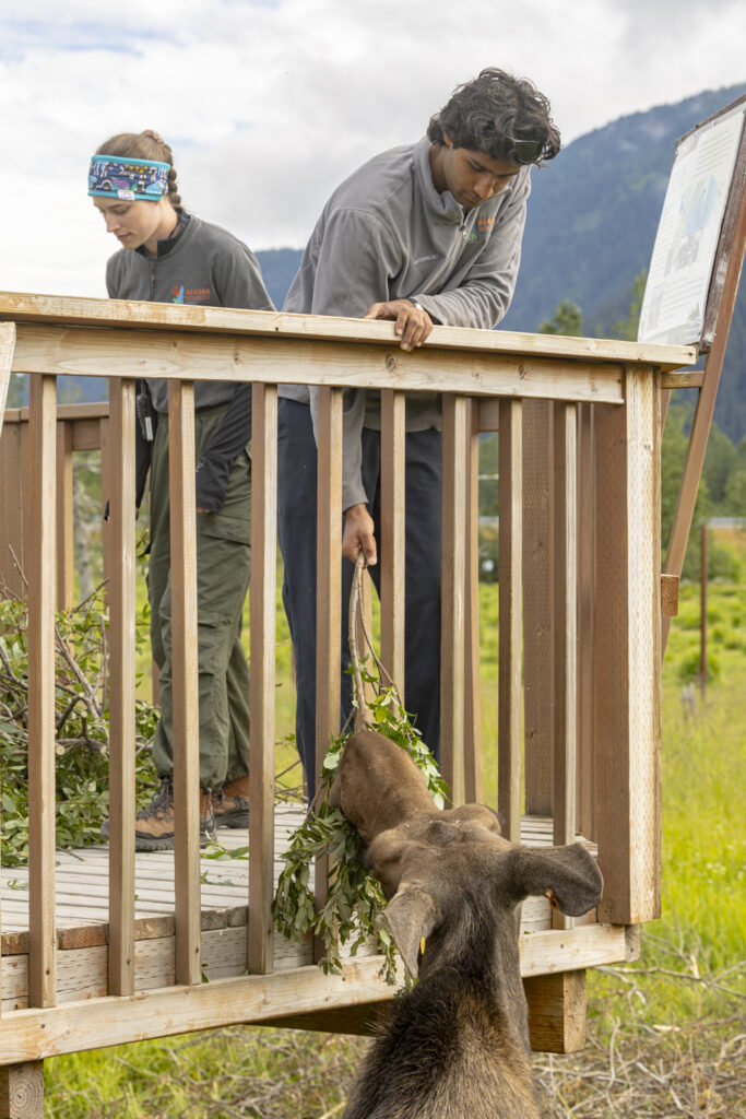 Holland America presenta una nueva excursión en Alaska