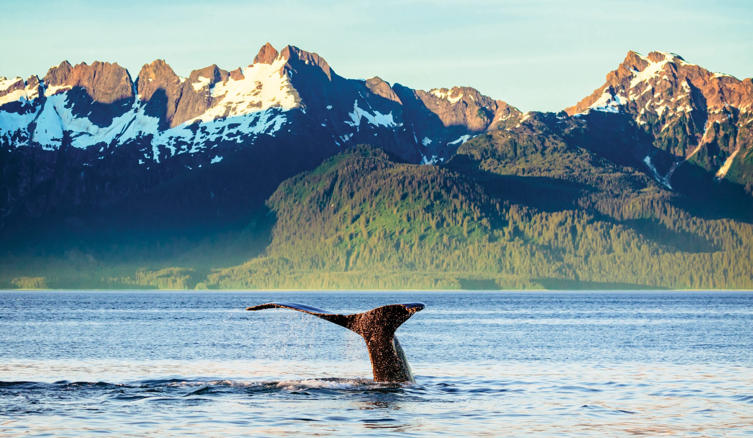 Holland America Line se prepara para celebrar 80 años en Alaska